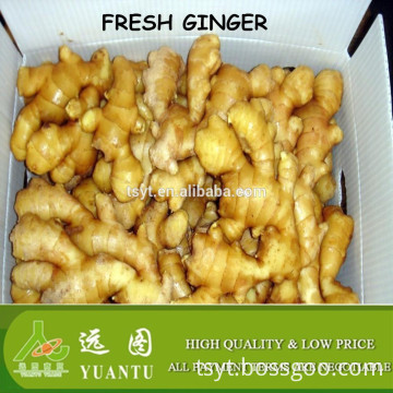 fresh ginger varieties